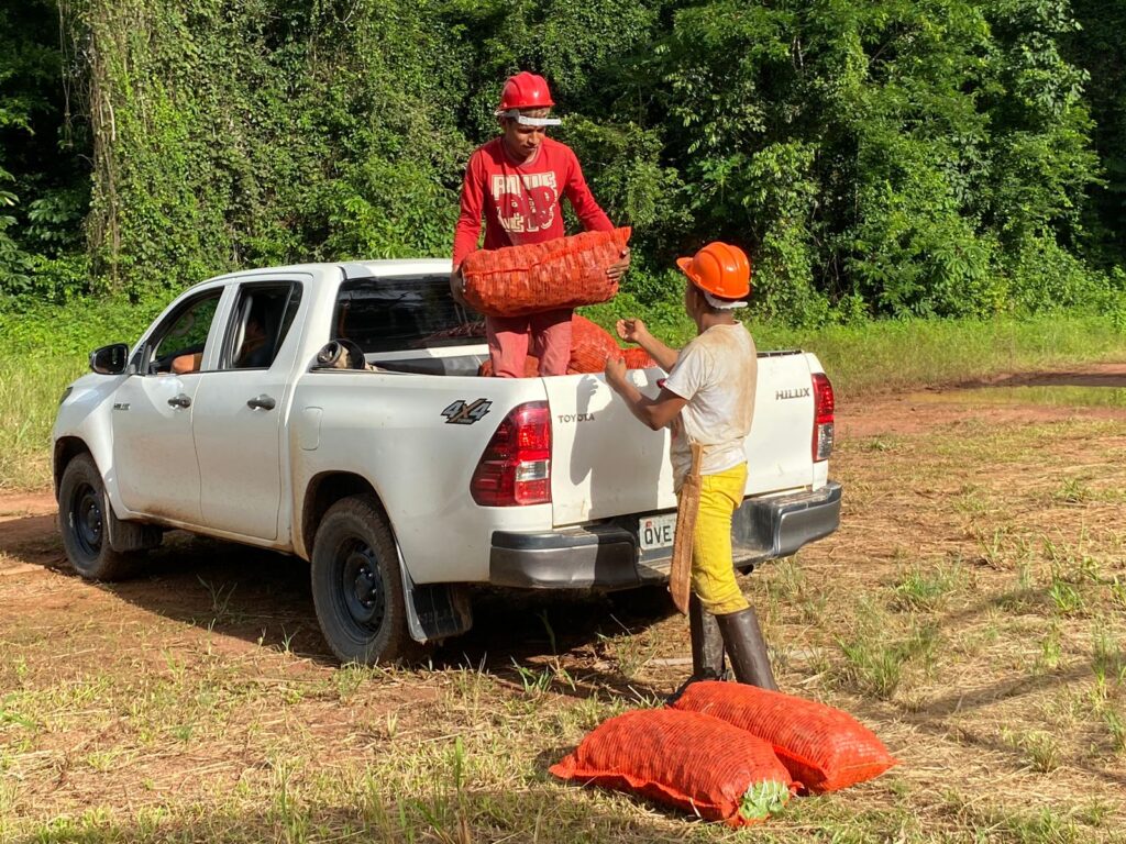 Manejadores iniciam coleta da andiroba na Floresta Nacional do Tapajós 3 Andiroba 2023 11 1