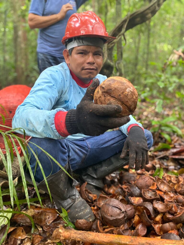 Manejadores iniciam coleta da andiroba na Floresta Nacional do Tapajós 9 Andiroba 2023 3 1