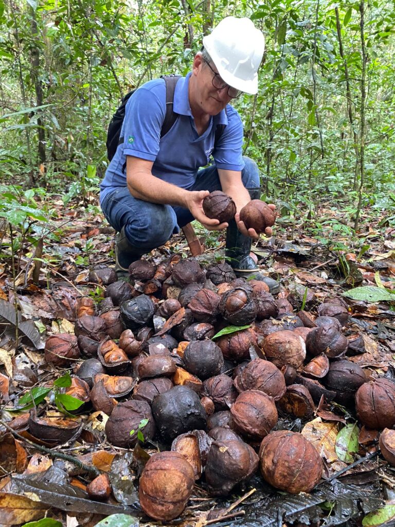 Manejadores iniciam coleta da andiroba na Floresta Nacional do Tapajós 8 Andiroba 2023 4 1