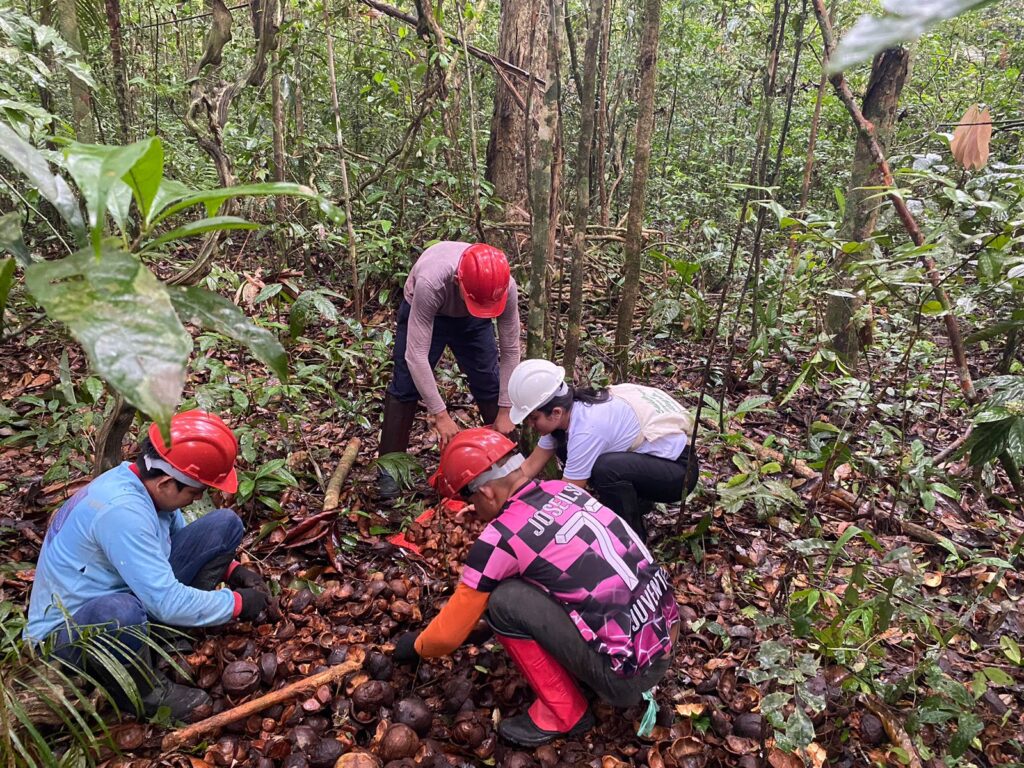 Manejadores iniciam coleta da andiroba na Floresta Nacional do Tapajós 7 Andiroba 2023 5 1