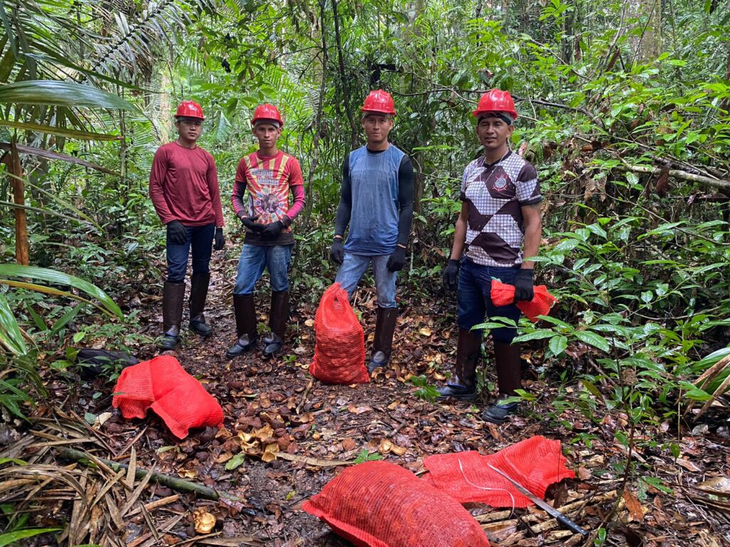 Manejadores iniciam coleta da andiroba na Floresta Nacional do Tapajós 6 Andiroba 2023 6 1