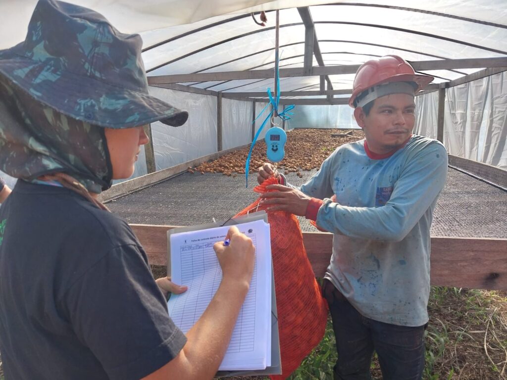 Manejadores iniciam coleta da andiroba na Floresta Nacional do Tapajós 5 Andiroba 2023 9 1