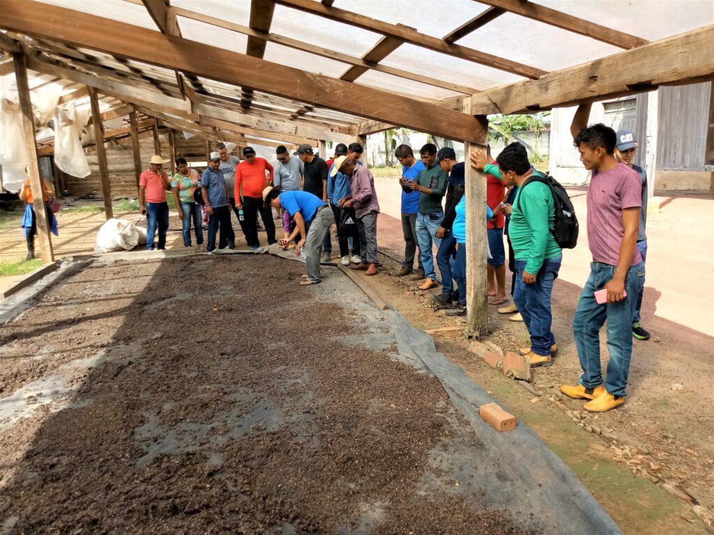 Produtores familiares participam de intercâmbio em Tomé-Açu para fortalecer produções de sistemas agroflorestais 6 intercambio 10 scaled 2