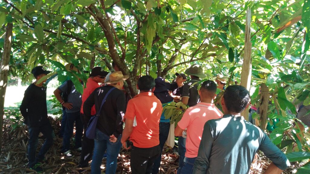 Produtores familiares participam de intercâmbio em Tomé-Açu para fortalecer produções de sistemas agroflorestais 9 intercambio 5 scaled 2