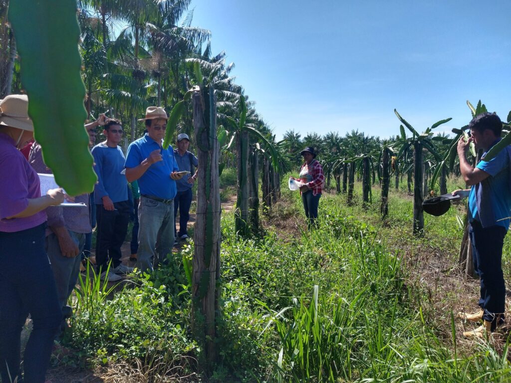 Produtores familiares participam de intercâmbio em Tomé-Açu para fortalecer produções de sistemas agroflorestais 8 intercambio 7 scaled 2