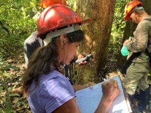 Mapeamento da Copaíba fortalece cadeia produtiva e garante rastreabilidade do óleo para o Ecocentro da Sociobioeconomia 12 copaiba 1 1
