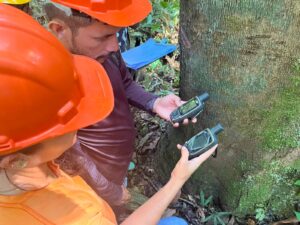 Mapeamento da Copaíba fortalece cadeia produtiva e garante rastreabilidade do óleo para o Ecocentro da Sociobioeconomia 11 copaiba 13 1