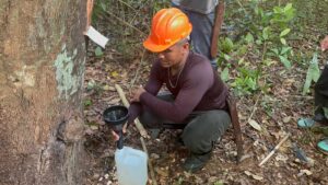Mapeamento da Copaíba fortalece cadeia produtiva e garante rastreabilidade do óleo para o Ecocentro da Sociobioeconomia 7 copaiba 3 1