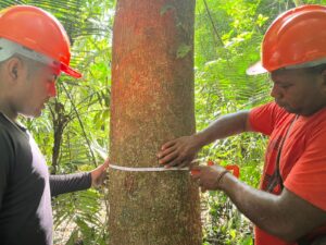 Mapeamento da Copaíba fortalece cadeia produtiva e garante rastreabilidade do óleo para o Ecocentro da Sociobioeconomia 5 copaiba 5 1
