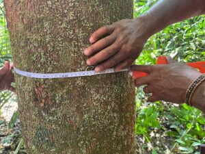 Mapeamento da Copaíba fortalece cadeia produtiva e garante rastreabilidade do óleo para o Ecocentro da Sociobioeconomia 3 copaiba 6 1