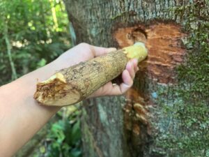Mapeamento da Copaíba fortalece cadeia produtiva e garante rastreabilidade do óleo para o Ecocentro da Sociobioeconomia 4 copaiba 8 1