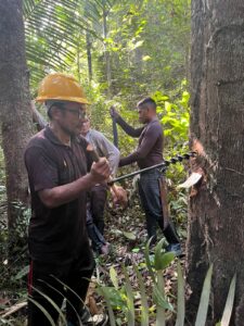 Mapeamento da Copaíba fortalece cadeia produtiva e garante rastreabilidade do óleo para o Ecocentro da Sociobioeconomia 9 copaiba 9 1