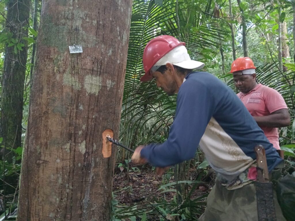 Comunidades da Floresta Nacional do Tapajós em Aveiro iniciam mapeamento participativo de copaibeiras com apoio do Projeto Saúde e Alegria 5 Paraiso Flona 3 1