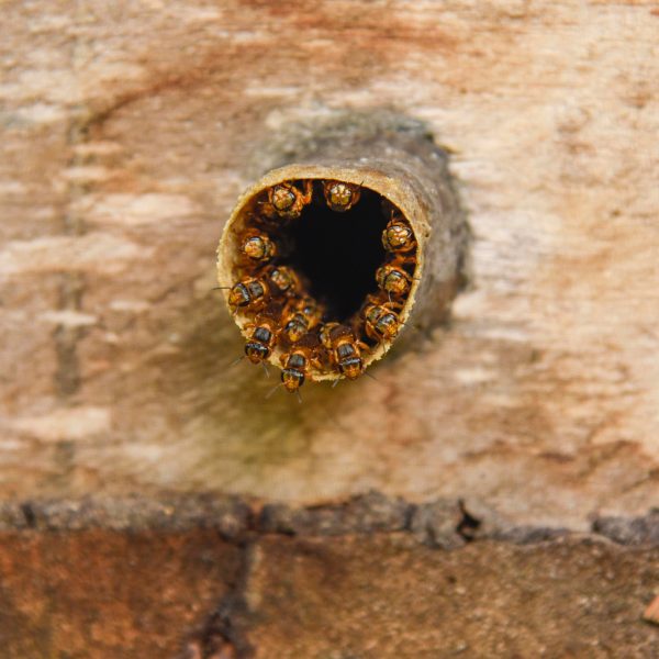 Assunto: Meliponario - criacao de abelhas sem ferrao do tipo canudo ou tucano natural da regiao na comunidade de ribeirinhos de Ana na Resex - Reserva Extrativista Tapajos Arapiuns

Local: Santarem - PA 
Data: 03/2017 
Autor: Luciana Whitaker