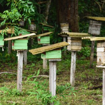 Assunto: Meliponario - criacao de abelhas sem ferrao do tipo canudo ou tucano natural da regiao na comunidade de ribeirinhos de Ana na Resex - Reserva Extrativista Tapajos Arapiuns

Local: Santarem - PA 
Data: 03/2017 
Autor: Luciana Whitaker