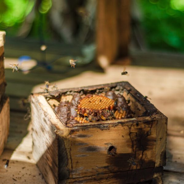 Meliponicultura varzea 3