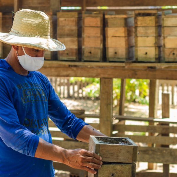 Meliponicultura varzea